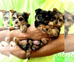 Yorkshire Terrier Litter for sale in LITTLE RIVER, SC, USA