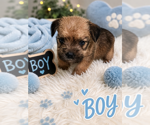 Yorkshire Terrier Puppy for sale in HUDDLESTON, VA, USA
