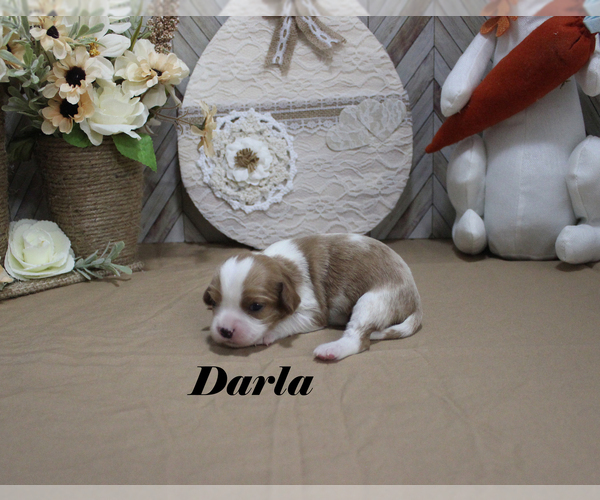 Medium Photo #5 Cavalier King Charles Spaniel Puppy For Sale in CHANUTE, KS, USA