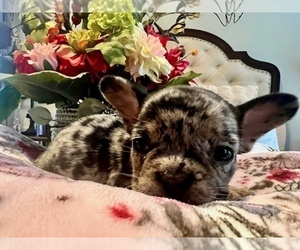 French Bulldog Puppy for sale in NEW LONDON, NC, USA
