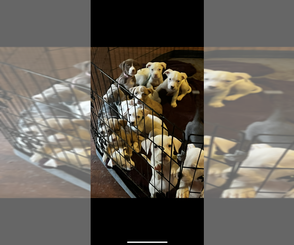 Medium Photo #1 Boxador-Bullboxer Pit Mix Puppy For Sale in CONVERSE, TX, USA