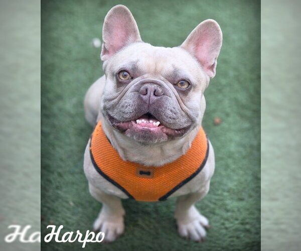 Medium Photo #1 French Bulldog Puppy For Sale in Chino Hills, CA, USA