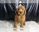 Puppy Finn F1B Goldendoodle (Miniature)