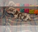 Small Photo #125 Great Dane Puppy For Sale in SPRAGGS, PA, USA