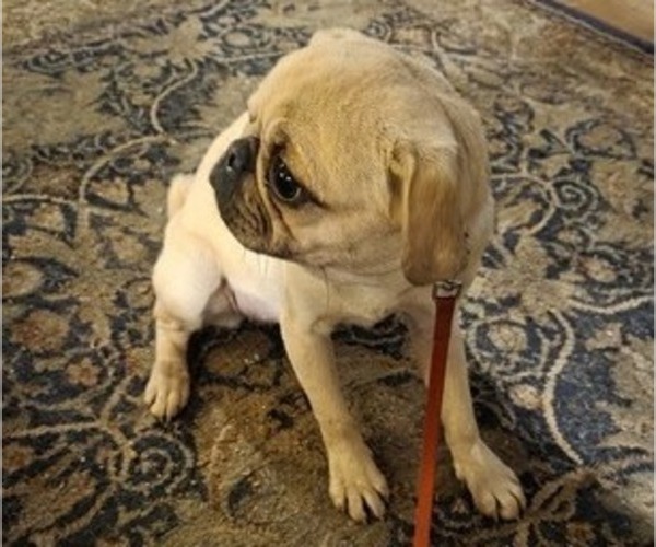 Medium Photo #2 Pug Puppy For Sale in HILLSDALE, MI, USA