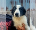 Puppy Josie English Shepherd
