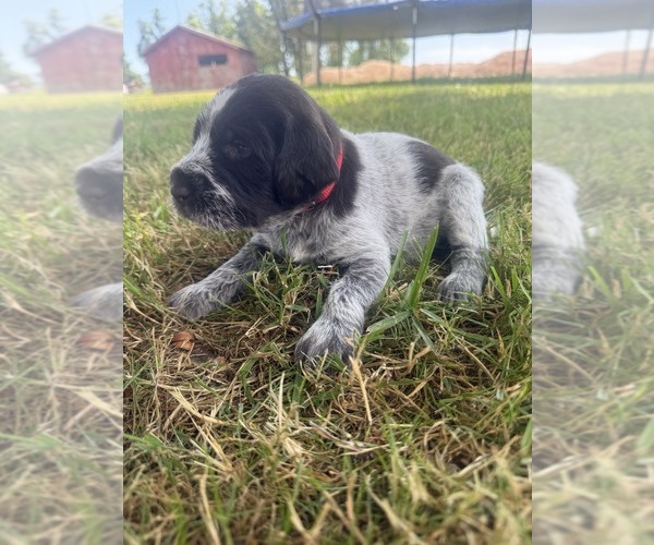 Medium Photo #1 German Wirehaired Pointer Puppy For Sale in ALBANY, OR, USA