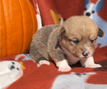 Small #2 Pembroke Welsh Corgi