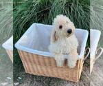 Small Photo #8 Labradoodle Puppy For Sale in VERGENNES, IL, USA