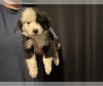 Puppy Forrest Australian Shepherd