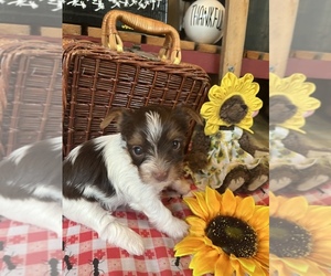 Yorkshire Terrier Puppy for sale in PORT CRANE, NY, USA