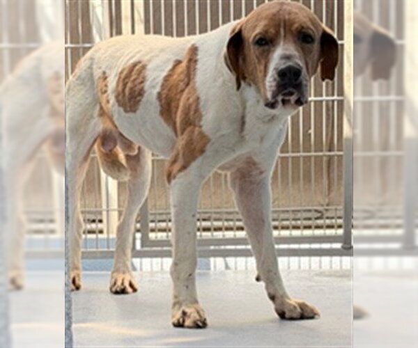Medium Photo #1 Mutt Puppy For Sale in Downey, CA, USA