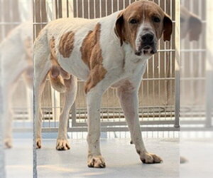 Mutt Dogs for adoption in Downey, CA, USA