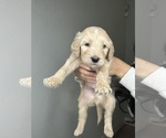 Small Photo #8 Goldendoodle Puppy For Sale in BAKERSFIELD, CA, USA