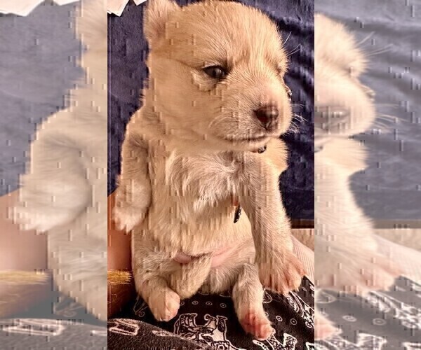Medium Photo #155 Pomsky Puppy For Sale in LOVELAND, CO, USA