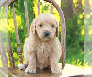 Goldendoodle (Miniature) Puppy for sale in MYERSTOWN, PA, USA