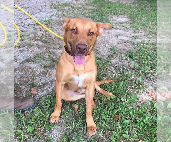 Medium Photo #2 Unknown-Vizsla Mix Puppy For Sale in Yardley, PA, USA