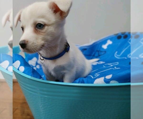 Medium Photo #2 Chiweenie Puppy For Sale in MARIETTA, GA, USA