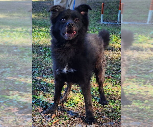 Medium Photo #4 Australian Shepherd-Unknown Mix Puppy For Sale in Wetumpka, AL, USA