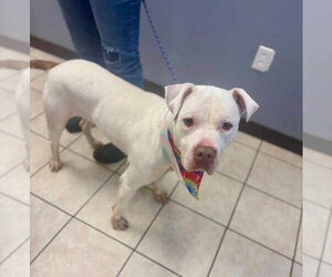 Bull Terrier Dogs for adoption in Benton, PA, USA