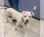 Small Bull Terrier