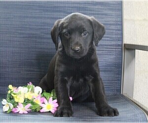 Golden Labrador Puppy for sale in FREDERICKSBURG, OH, USA