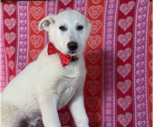 German Shepherd Dog Puppy for sale in LANCASTER, PA, USA