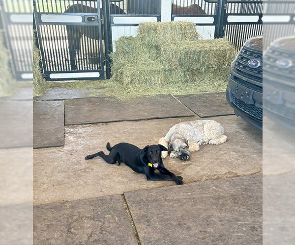 Medium Photo #5 Labrador Retriever-Unknown Mix Puppy For Sale in Sandy, UT, USA
