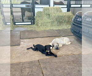 Jett Black - Male Labrador Retriever-Unknown Mix Dog for Adoption - Photo #5