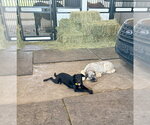 Small #4 Labrador Retriever Mix