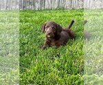 Puppy 1 Goldendoodle-Labrador Retriever Mix
