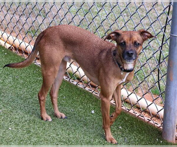 Medium Photo #3 Chihuahua-Unknown Mix Puppy For Sale in Rockaway, NJ, USA