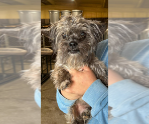 Mutt Dogs for adoption in Cranston, RI, USA