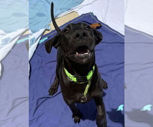 Great Dane-Unknown Mix Dogs for adoption in Woodbury, NY, USA