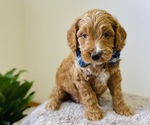 Small Photo #3 Australian Labradoodle Puppy For Sale in SEATTLE, WA, USA