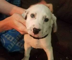 Australian Shepherd-Dalmatian Mix Puppy for sale in WINCHESTER, OH, USA