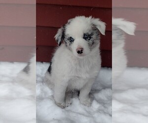 Border Collie Puppy for sale in CHURUBUSCO, IN, USA