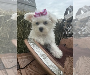 Maltese Puppy for sale in LANCASTER, MO, USA