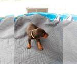 Small Photo #5 Doberman Pinscher Puppy For Sale in GOLDSBORO, NC, USA