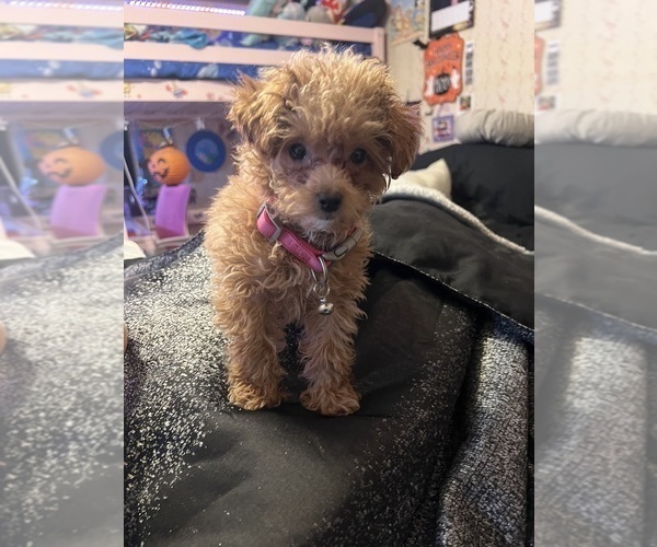 Medium Photo #3 Poodle (Toy) Puppy For Sale in FLINT, MI, USA