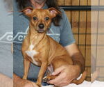 Small #2 Chihuahua Mix