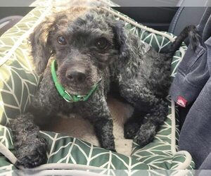 Poodle (Miniature) Dogs for adoption in Rochester, NY, USA