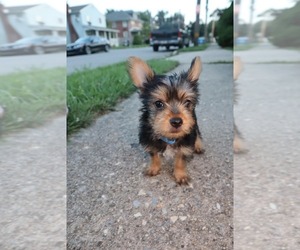 Yorkshire Terrier Puppy for sale in AUDUBON, PA, USA