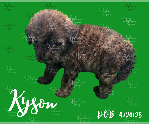 Medium Photo #3 Portuguese Water Dog Puppy For Sale in POWDER SPRINGS, GA, USA