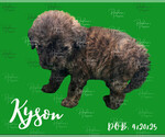 Small #2 Portuguese Water Dog