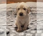 Small Photo #11 Golden Retriever Puppy For Sale in BUCHANAN, TN, USA