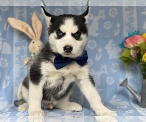 Siberian Husky Puppy for sale in LANCASTER, PA, USA