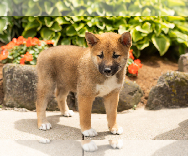 Medium Photo #1 Shiba Inu Puppy For Sale in MILLERSBURG, IN, USA