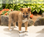 Puppy Jethro Shiba Inu