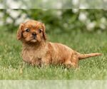 Small Photo #1 Cavalier King Charles Spaniel Puppy For Sale in NEW HOLLAND, PA, USA